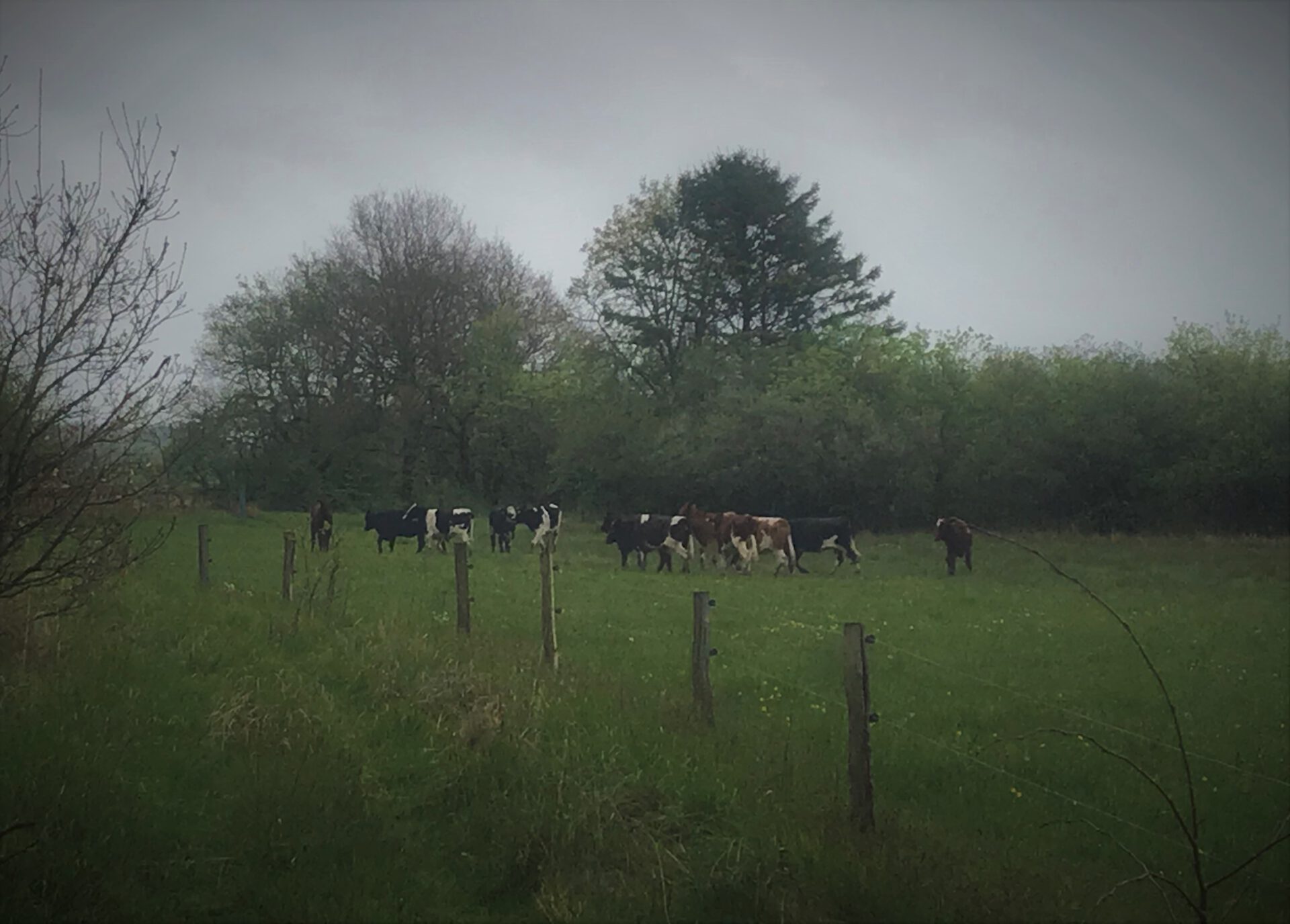 “Ko-klapper-køerne” slippes på græs på engen